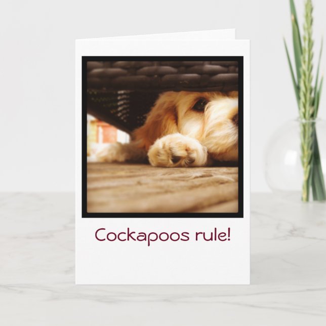 Cockapoos rule greetings card (Front)