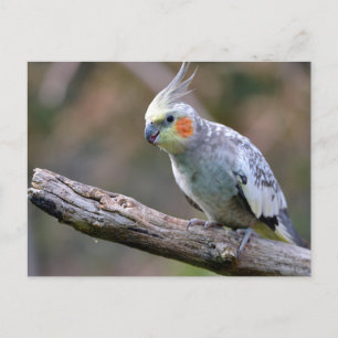 Cockatiel budgerigar perched on branch postcard