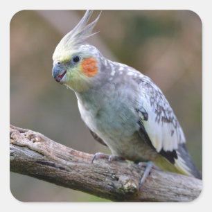 Cockatiel budgerigar perched on branch postcard square sticker