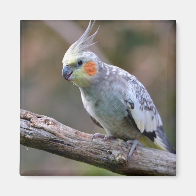 Cockatiel budgerigar perched on branch postcard T- Magnet (Front)