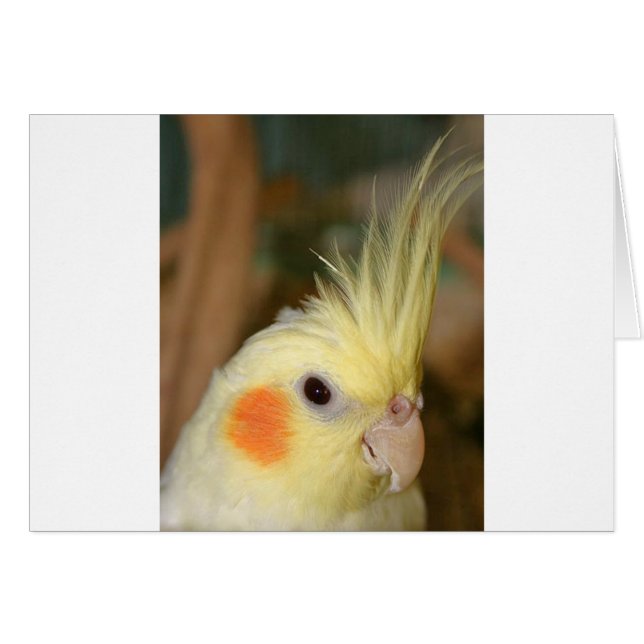 Cockatiel Cutie (Front Horizontal)