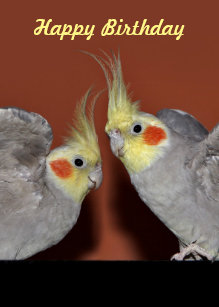 cockatiel_duo_birthday_card_customise_message-re8f9b383709f4b28bddd3f421b92516f_em0cq_307.jpg