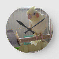 Cockatiel Fun