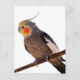 Cockatiel Grey and Yellow Pet Bird Photograph Postcard