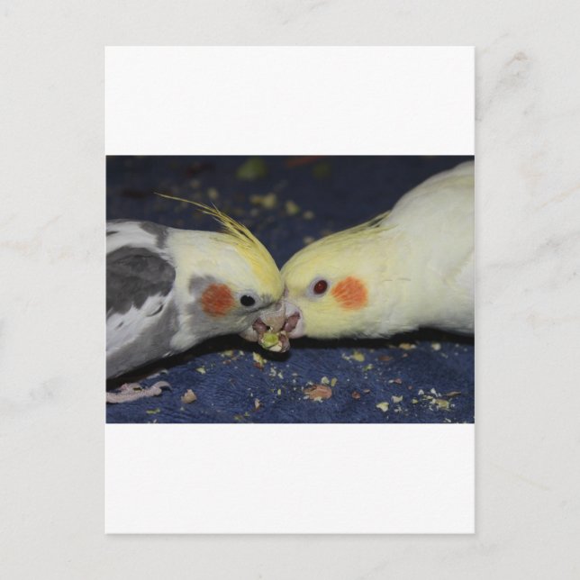 Cockatiel Love Postcard (Front)