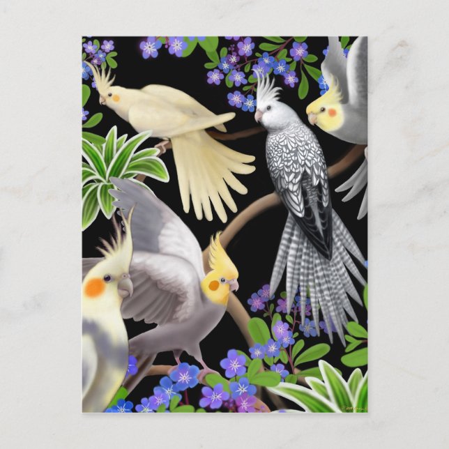 Cockatiel Love Postcard (Front)