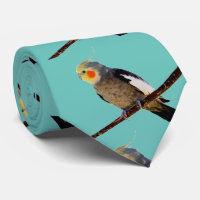 Cockatiel , Nymphicus hcus