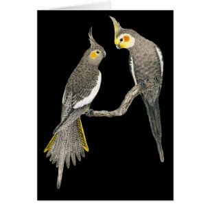 Cockatiel Pair - Nymphicus hollandicus on Black