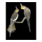 Cockatiel Pair - Nymphicus hollandicus on Black