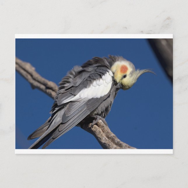 Cockatiel Postcard (Front)