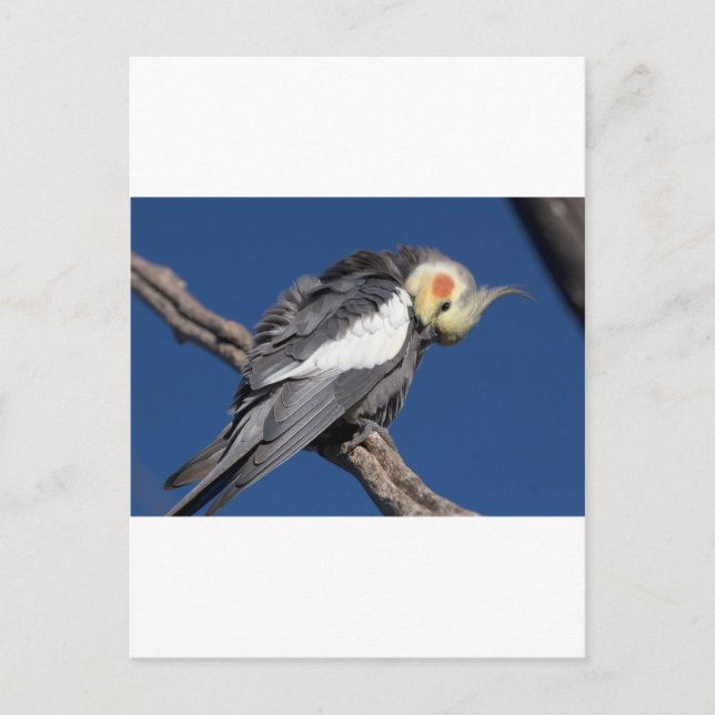 Cockatiel Postcard (Front)