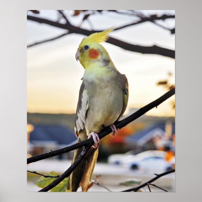 Cockatiel Profile Photograph Poster (Front)