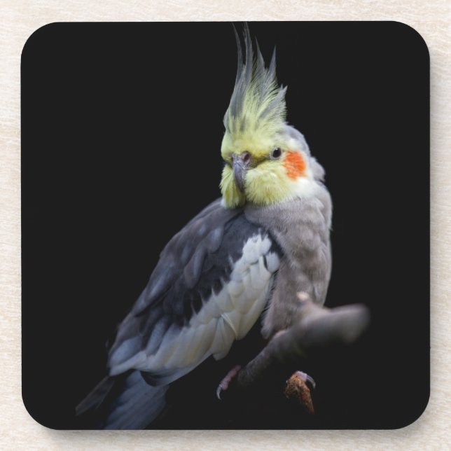 Cockatiel Set of 6 Coasters (Front)