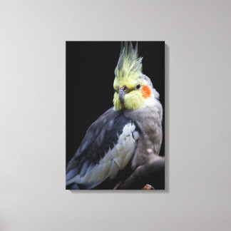 Cockatiel Wrapped Canvas