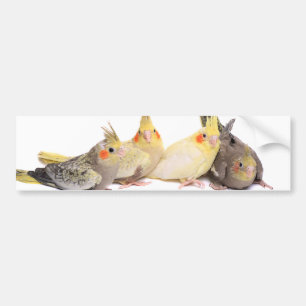 Cockatiels Bumper Sticker