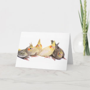 Cockatiels Card