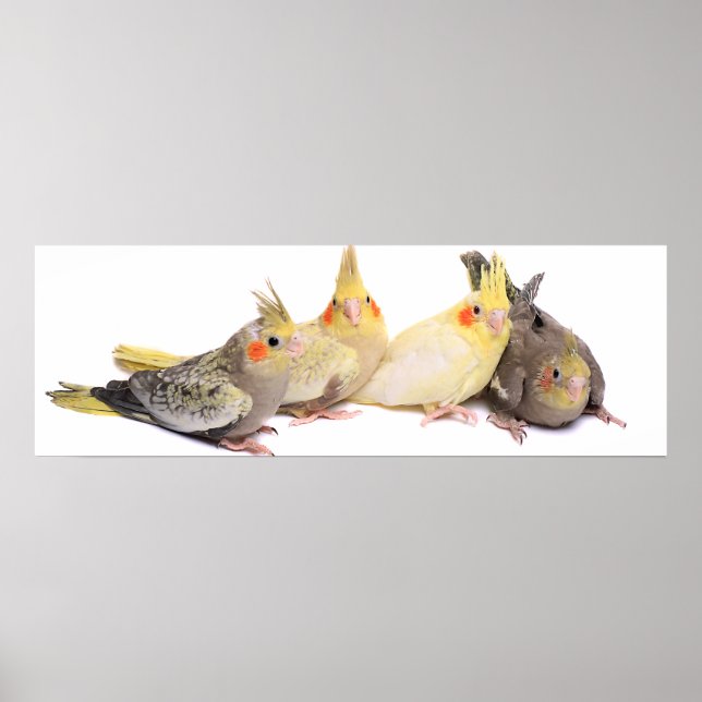 Cockatiels Poster (Front)