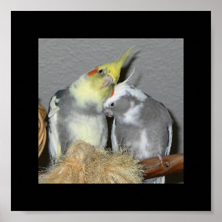 Cockatiels Poster
