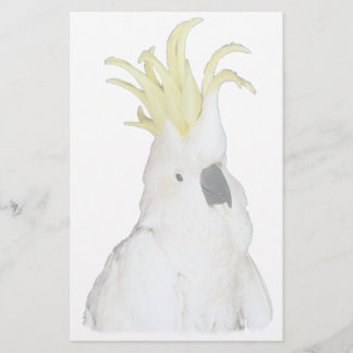 Cockatoo