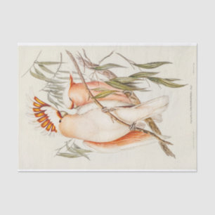 Cockatoo Bird Birds Vintage Antique Decoupage Tissue Paper