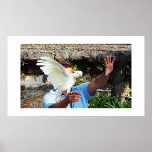 Cockatoo displaying a wing poster