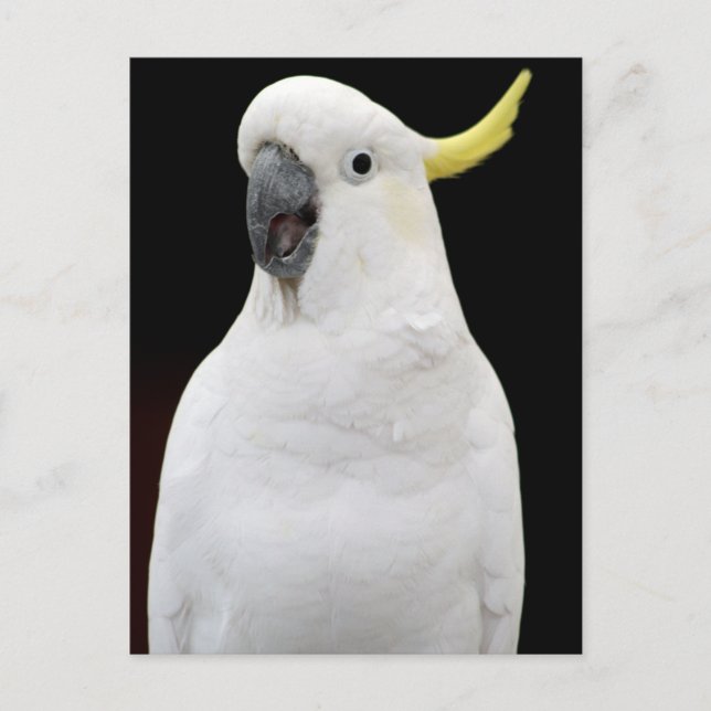 Cockatoo Postcard (Front)