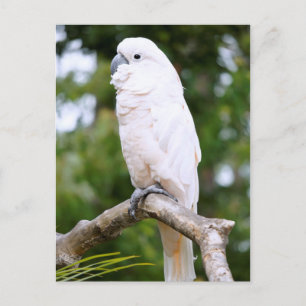 Cockatoo Postcard