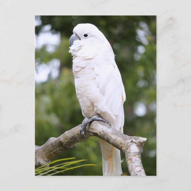 Cockatoo Postcard (Front)
