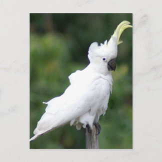 Cockatoo Postcard