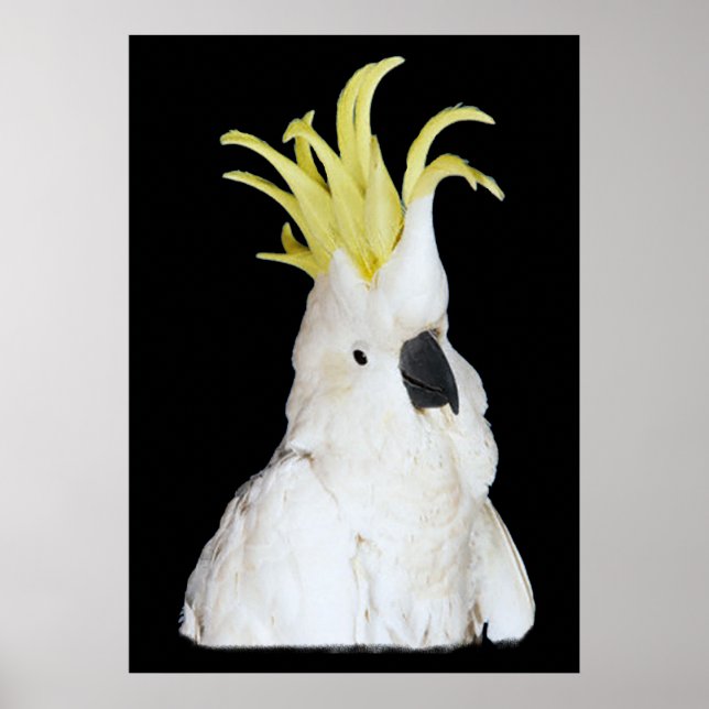 Cockatoo Poster 24x36" (Front)