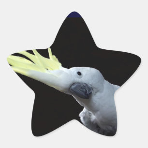 Cockatoo Star Sticker