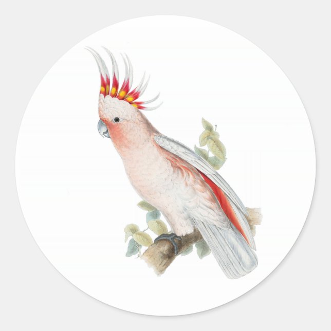 Cockatoo Vintage Art Classic Round Sticker (Front)