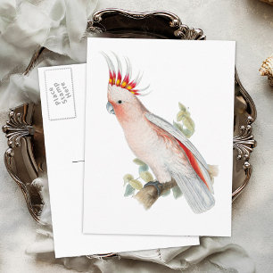 Cockatoo Vintage Parrot Bird Postcard