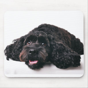 cocker poodle mix puppy  mousepad