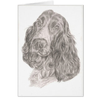 Cocker Spaniel