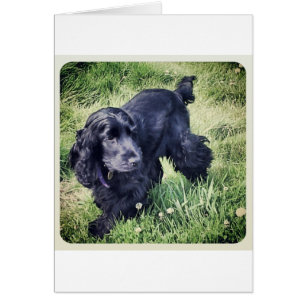 Cocker Spaniel