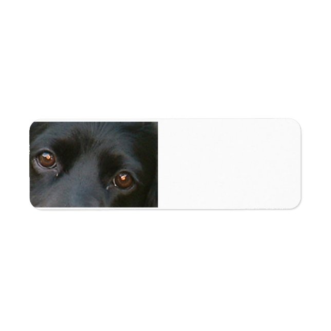 cocker spaniel black eyes.png (Front)