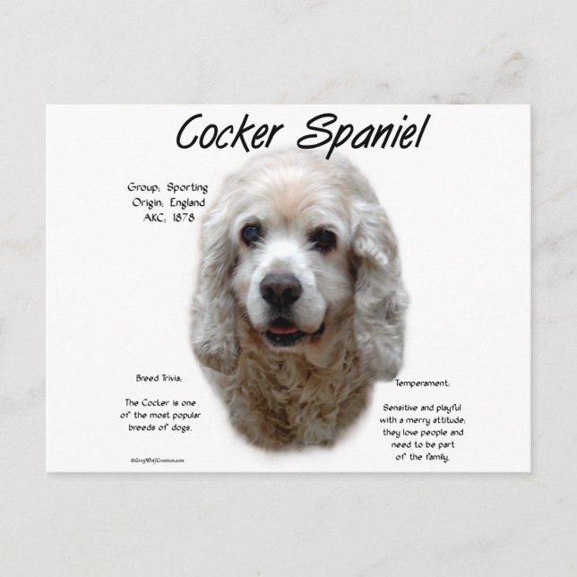 Cocker Spaniel (buff) History Design Postcard (Front)