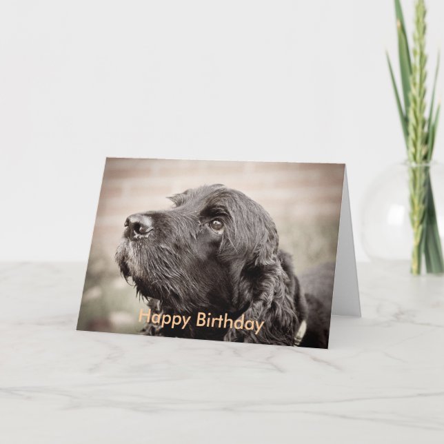 Cocker Spaniel Card (Front)