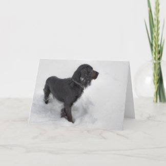 Cocker Spaniel Card
