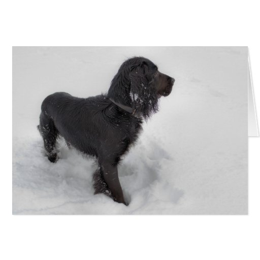 Image of Cocker Spaniel Card