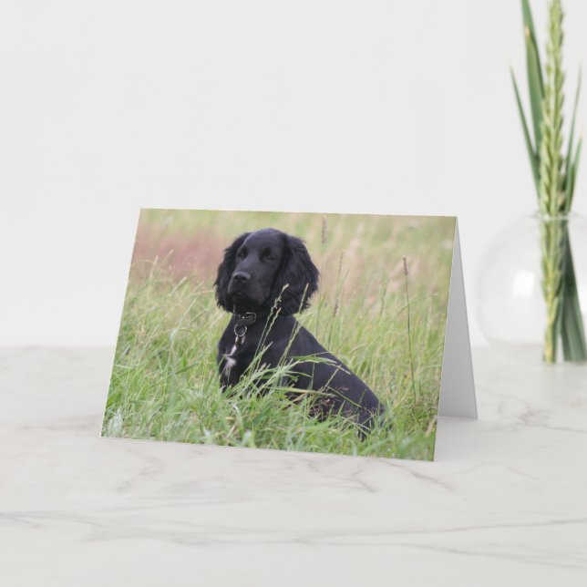 Cocker spaniel card (Front)