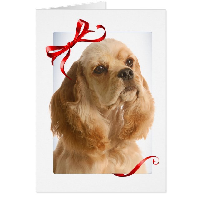 Cocker Spaniel Christmas Card (Front)