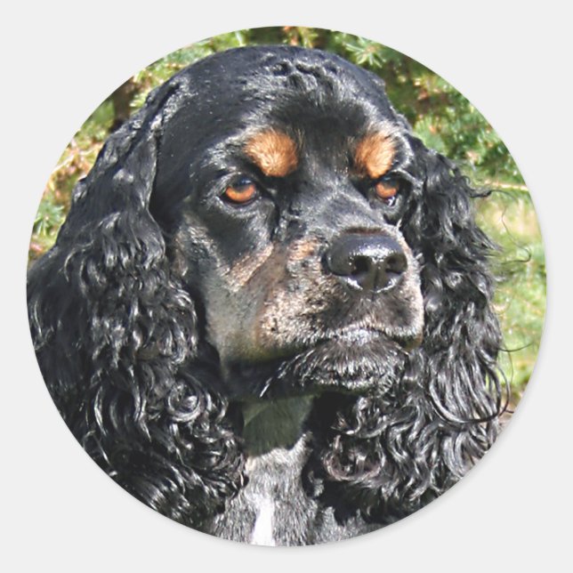 Cocker Spaniel Classic Round Sticker (Front)