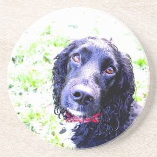 Cocker Spaniel Coaster