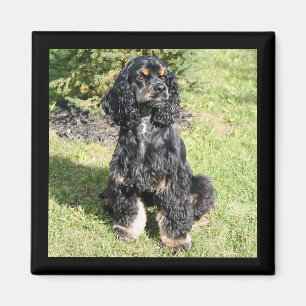 Cocker Spaniel Colour Photo Magnet