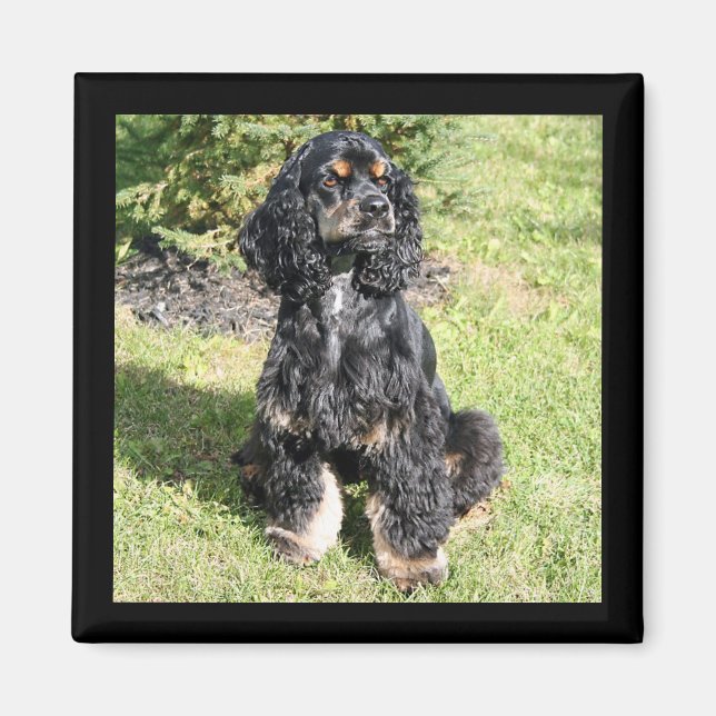 Cocker Spaniel Colour Photo Magnet (Front)
