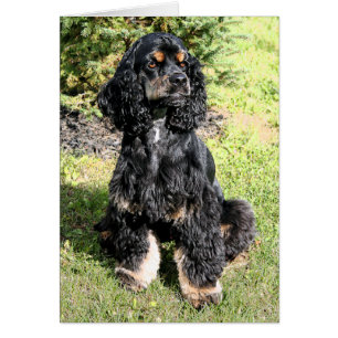 Cocker Spaniel Colour Sketch