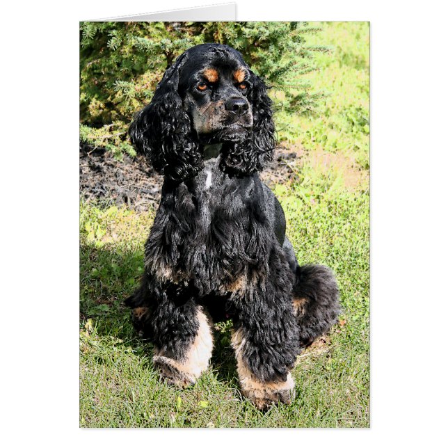 Cocker Spaniel Colour Sketch (Front)