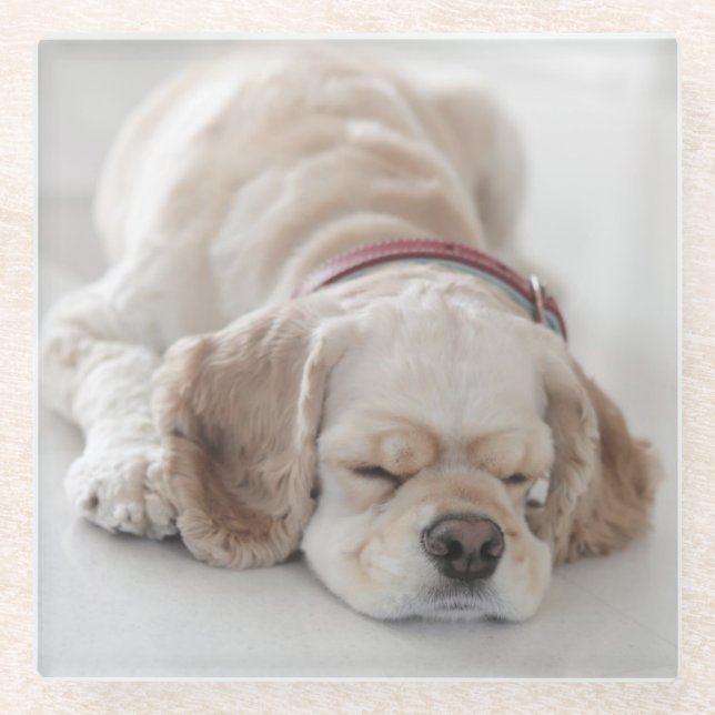 Cocker spaniel dog sleeping glass coaster (Front)